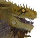 Great Jagras - Monster Hunter World