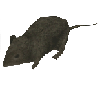Rat - Metal Gear Solid