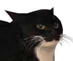 Maxwell - Drifting With Maxwell Cat: The Game