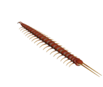 Centipede - Aka Manto | 赤マント