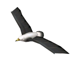 Seagull - Donkey Kong Jungle Beat