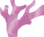 Pink Coral - The Legend of Zelda: Phantom Hourglass