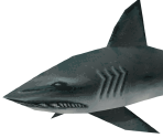 Shark - Vigilante 8: 2nd Offense