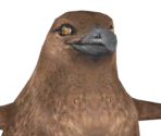 Skua - Happy Feet