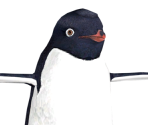 Rinaldo - Happy Feet