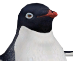 Adélie Penguin - Happy Feet