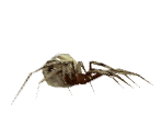 Save Icon - Charlotte's Web
