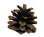 Conifer Spire - Pikmin 2