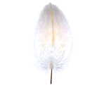 Leviathan Feather - Pikmin 2