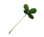 Science Project - Pikmin 2