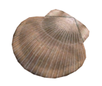Scrumptious Shell - Pikmin 2