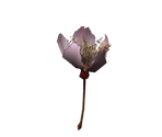 Cherry Blossom - Pikmin 2