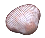 Scallop - Pikmin 2