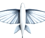 010 Flying Fish - Miitopia