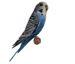 Stuffed Budgie - LittleBigPlanet 3 (Prototypes)