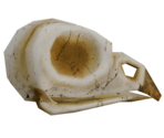 Bird Skull - LittleBigPlanet 3 (Prototypes)