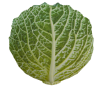 Cabbage - LittleBigPlanet 3 (Prototypes)