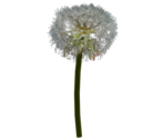 Dandelion Seed - LittleBigPlanet 3 (Prototypes)