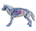 Wolf Skeleton - LittleBigPlanet 3 (Prototypes)