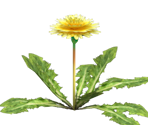 Dandelion - Pikmin 2
