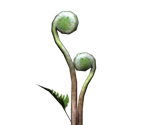 Fiddlehead - Pikmin 2