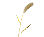 Foxtail - Pikmin 2