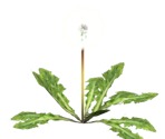 Seeding Dandelion - Pikmin 2