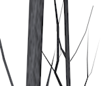 Intro Tree Branches - Pikmin 2