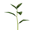 Shoot - Pikmin 2