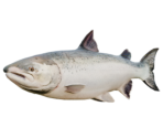 Salmon - Sonic Frontiers