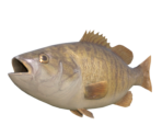 Black Bass - Sonic Frontiers