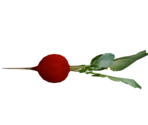 Radish - LittleBigPlanet 3 (Prototype)