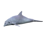 Dolphin - Crash Bandicoot & Spyro Adventure World