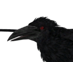 Small Raven - Dark Souls