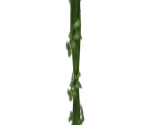 Vine Rope - Tak and the Guardians of Gross