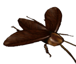 Cockroach - Resident Evil 2