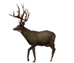 Save Icon (2004 Season) - Cabela's Deer Hunt (Series)