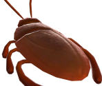 Cockroach - Animal Crossing: New Horizons
