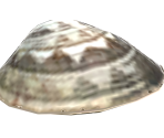 Manila Clam - Animal Crossing: New Horizons
