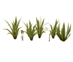 Plant Cluster - Tak 2: The Staff of Dreams