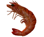 Prawn - LittleBigPlanet 3 (Prototype)