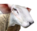 Sheep - CrazyCattle3D