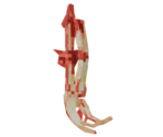 Skelliton Arms - CloverPit