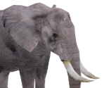 African Elephant - Wildlife Park 2