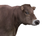 Brown Swiss - Wildlife Park 2