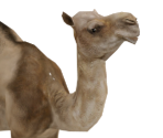 Dromedary - Wildlife Park 2