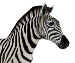 Zebra - Wildlife Park 2