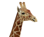 Giraffe - Wildlife Park 2