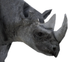 Rhino - Wildlife Park 2