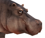 Hippo - Wildlife Park 2